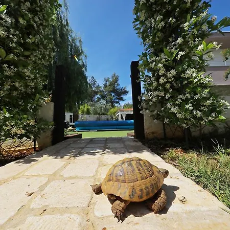 Mirakul Apartament *